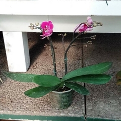 Orquídea Phalaenopsis