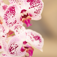 Orquídea Phalaenopsis en internet