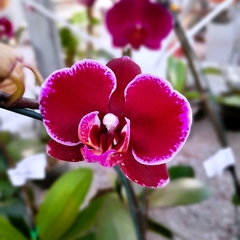 Orquídea Phalaenopsis en internet
