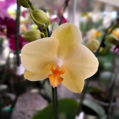 Orquídea Phalaenopsis