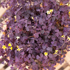 Oxalis Rubra - tienda online