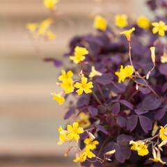 Oxalis Rubra