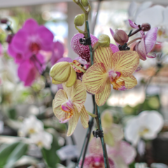 Orquídea Phalaenopsis - comprar online