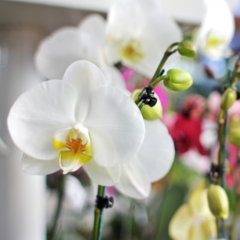 Orquídea Phalaenopsis - tienda online