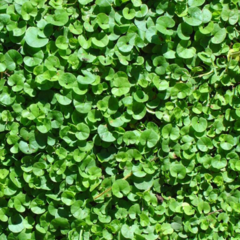 Semillas de Dichondra