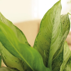 Aglaonema BJ Freeman - comprar online