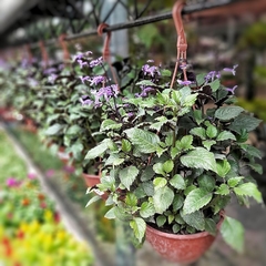 Plectranthus Mona Lavender - Vivero Mario