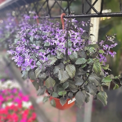 Plectranthus Mona Lavender - tienda online