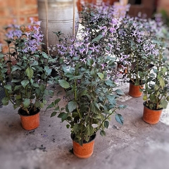 Plectranthus Mona Lavender en internet