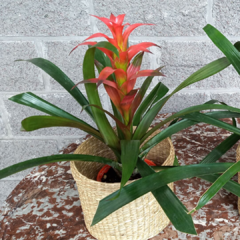 Guzmania Lingulata