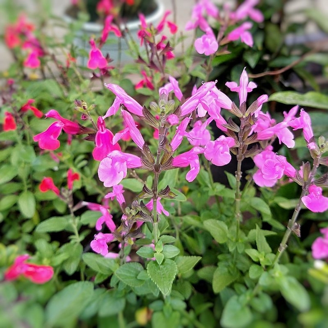 salvia roja greggii