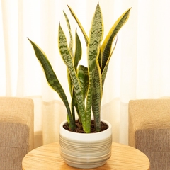 Sansevieria - comprar online