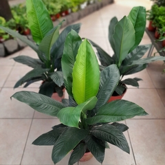 Spathiphyllum Sensation - comprar online