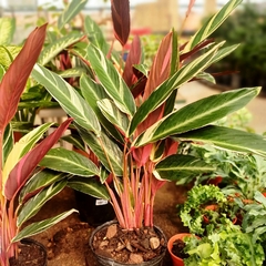 Calathea Stromanthe Triostar - tienda online