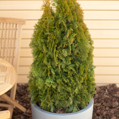 Thuja Smaragd - comprar online