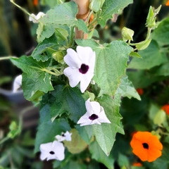 Thunbergia Ojo de Poeta - comprar online