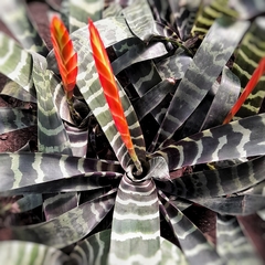 Vriesea Splendens en internet