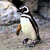 Pingüino Patagónico en internet