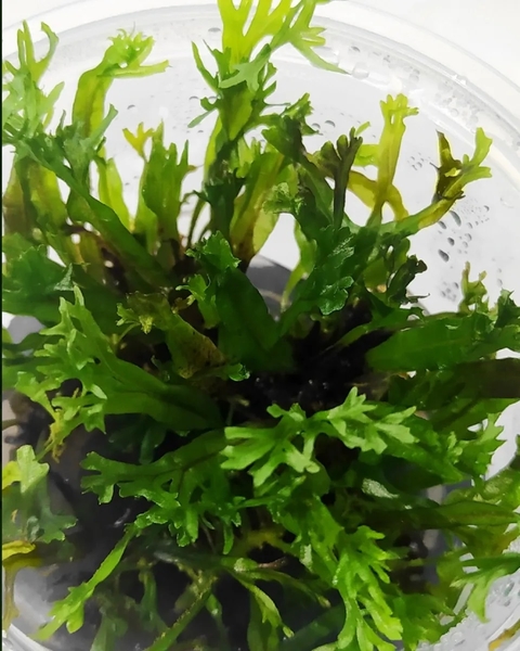 Planta Natural Microsorum Windelov - Aquaplante
