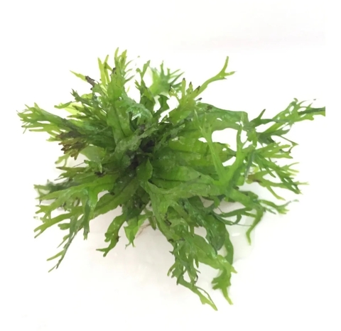 Planta Natural Microsorum Windelov - Aquaplante