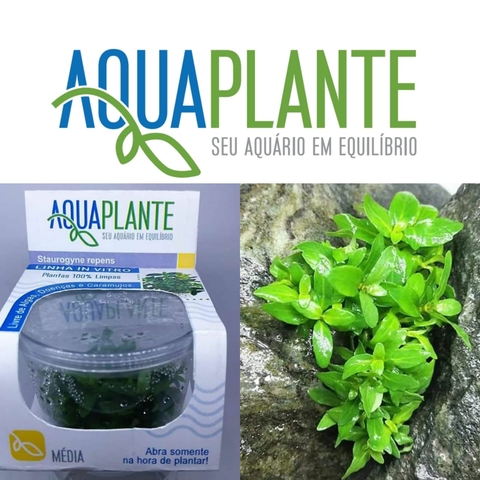 Planta Natural Staurogyne Repens - Aquaplante