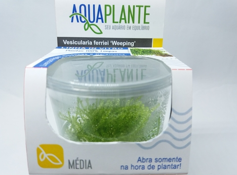 Planta Natural Vesicularia Ferrieri Weeping - Aquaplante