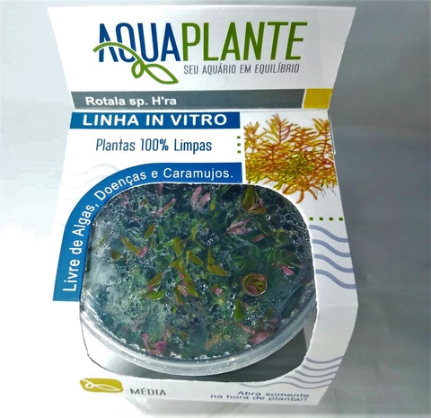 Planta Natural Rotala sp. H'ra - Aquaplante