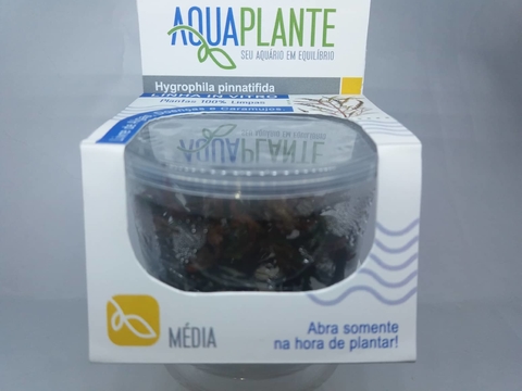 Planta Natural Hygrophila Pinnatifida - Aquaplante