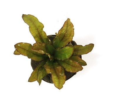 Planta Natura Echinodorus Martii  - Chácara Takeyoshi