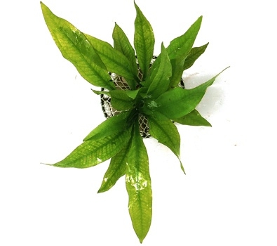 Planta Natura Echinodorus Amazonicus - Chácara Takeyoshi
