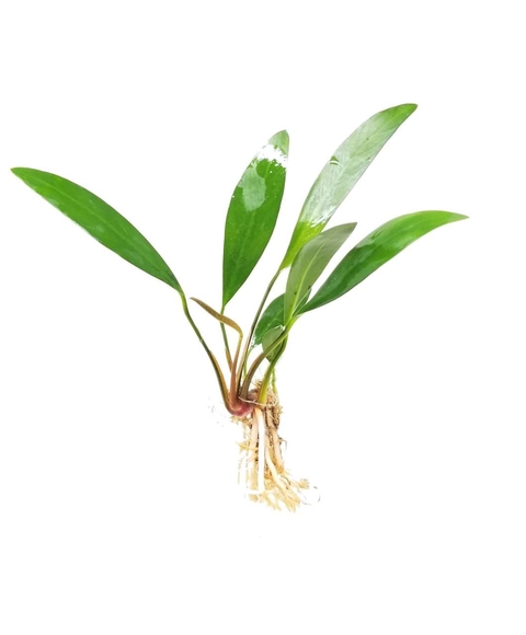 Planta Natural Anubia Lanceolata