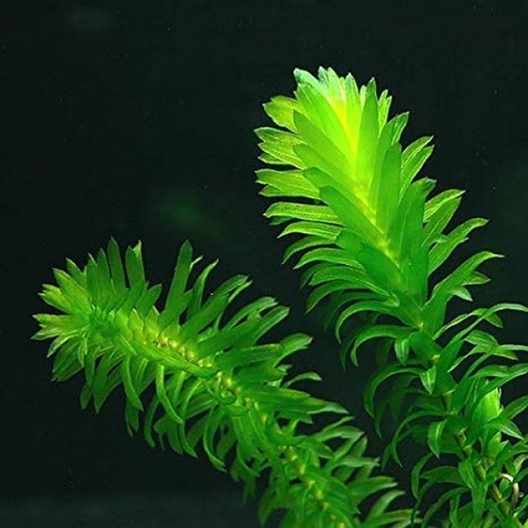 Planta Natural Egeria Densa (Elodea)