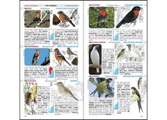 Aves de Argentina y Uruguay / Birds of Argentina & Uruguay en internet