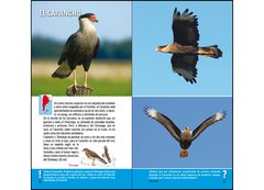 Imagen de Aves de Argentina y Uruguay - Guía Básica de Identificación