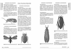 Imagen de Los Invertebrados Fósiles - Tomos I y II