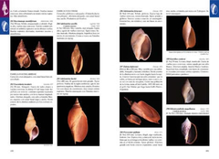 Moluscos Magallánicos. Guía de Moluscos de Patagonia y Sur de Chile en internet