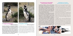 Pingüino de Magallanes: embajador de la Patagonia / Magellanic Penguin: patagonian ambassador - tienda online