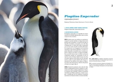 Pingüinos: Historia Natural y Conservación - VM Editores