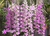 Dendrobium anosmum var. tipo