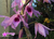 Dendrobium anosmum var. tipo - comprar online