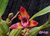 Maxillaria Wolf - comprar online