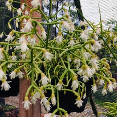 Rhipsalis cereuscula - pote 11 na internet