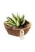 Maceta Bowl con Agaves Silvestres