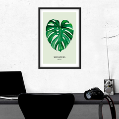 Monstera - Tienda Roots