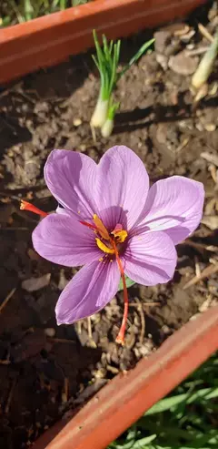 Bulbos de Azafrán - Aromáticas Alto Valle