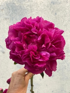 Peonías ✱ Seasonal Flowers - Bozzi Bazar | Boutique de Flores