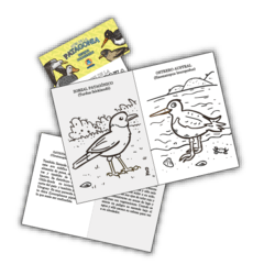 Mini-Revista Coloreable "Aves Patagónicas" - comprar online