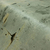 Zoom da estampa do Papel de Parede Cimento Queimado Bege Escuro - Importado Lavável - Império Trinity | 190406S - Ciça Braga