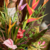 100% Tropical G - Buquê de flores - comprar online