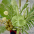 Cachepô Capricórnio - Arranjo de flores na internet